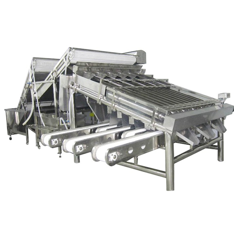 Clasificador automático de procesamiento de camarones y mariscos, máquina clasificadora de tamaño de pescado y gambas
